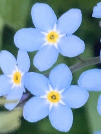 a close up of blue flowers with yellow centers