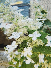 a white flower with a bee on it